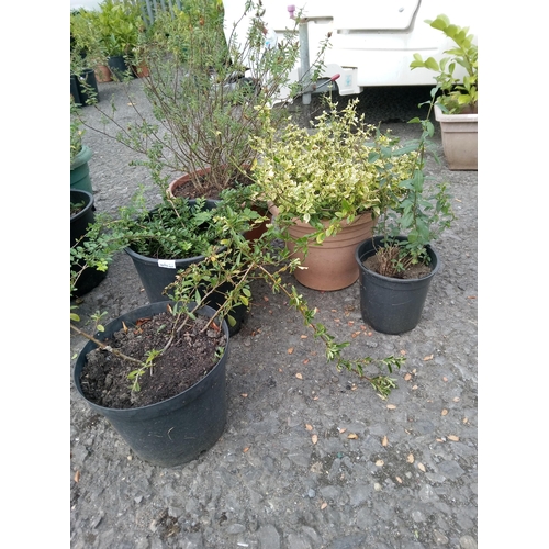 52 - 2 x Pyracantha, Lonicera nitida, Euonymus and Bush Clover.