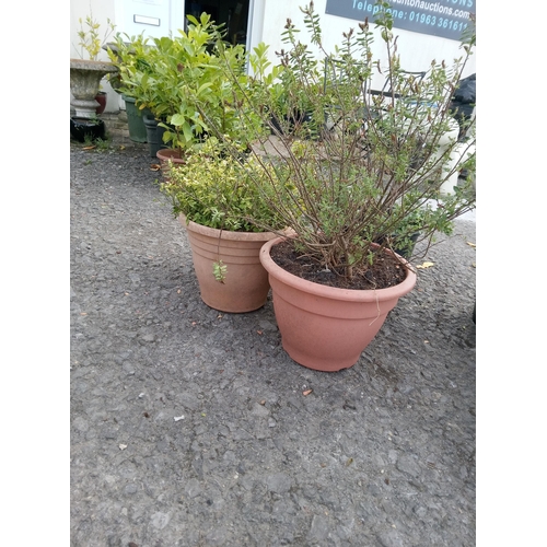 52 - 2 x Pyracantha, Lonicera nitida, Euonymus and Bush Clover.