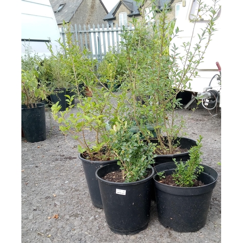 53 - 3 x Durantia erecta, 2 x Box Leaved Holly.