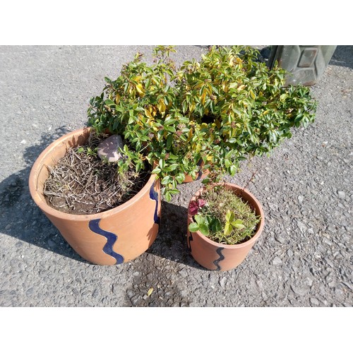 66 - 3 Terracotta Pots with a Large Plant.