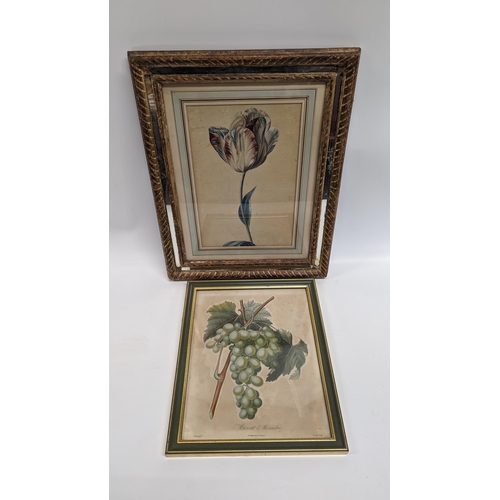 682 - 2 x Framed Botanical Book Plates.