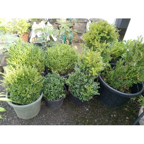 51 - 7 x Box Hedge Plants.