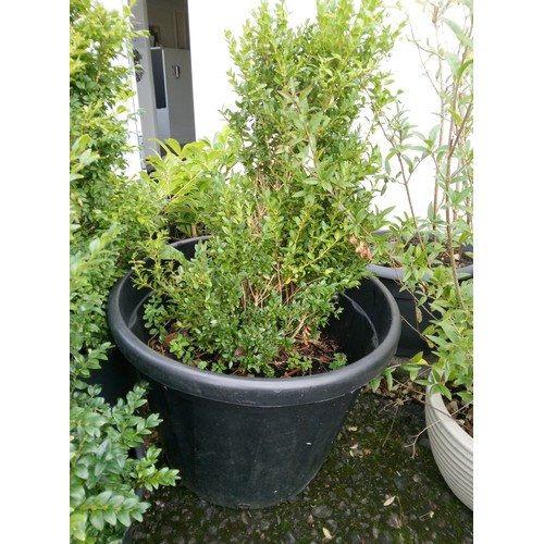 51 - 7 x Box Hedge Plants.