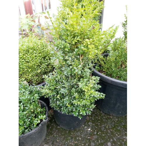 51 - 7 x Box Hedge Plants.