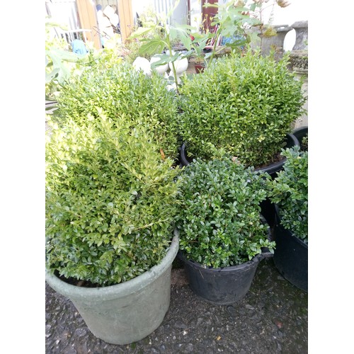 51 - 7 x Box Hedge Plants.