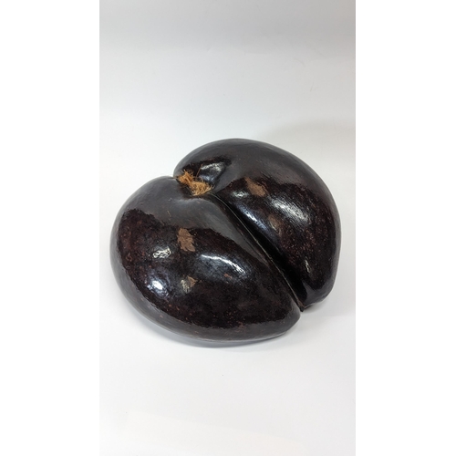 462 - A Coco De Mer Seed approx. 34 x 33 x 18cm
