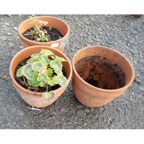 39 - 3 x Matching 25cm Clay Pots with Geraniums