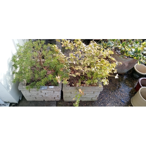 48 - A Pair of Brick Effect Planters one with Rosemary and other with Euonymus Fortunei