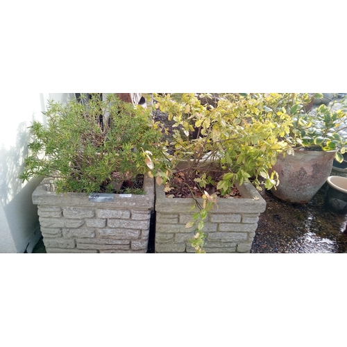 48 - A Pair of Brick Effect Planters one with Rosemary and other with Euonymus Fortunei