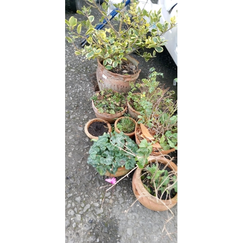 49 - Assorted Clay  Pots and Plants, some pots damaged, plants include mini rose, Cyclamens and more