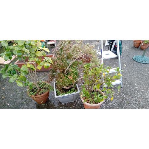 52 - 3 x Plants and Pots including Bay Tree, Camellia and Red Hip Photinia