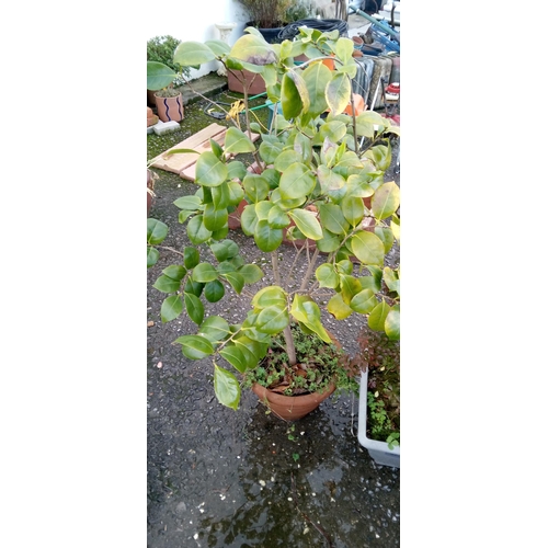 52 - 3 x Plants and Pots including Bay Tree, Camellia and Red Hip Photinia