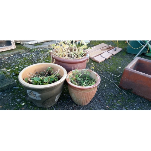 53 - 3 x Glazed Pots with a Hosta, Hydrangea and other