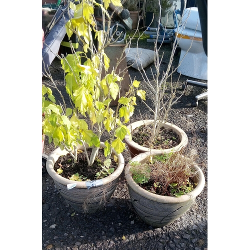 61 - 2 x Matching Glazed  Pots and 1 other with Mulberry Bush