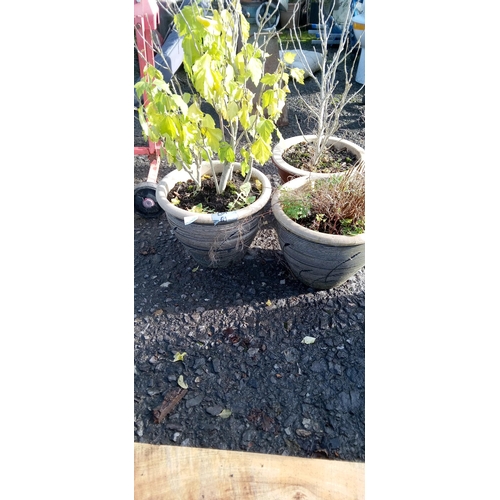 61 - 2 x Matching Glazed  Pots and 1 other with Mulberry Bush