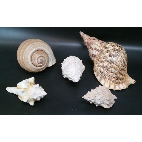 591 - A Large Triton Shell and other Sea Shells.