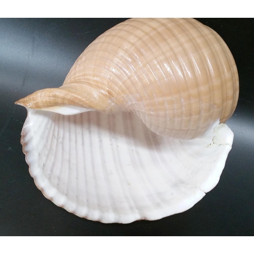 591 - A Large Triton Shell and other Sea Shells.