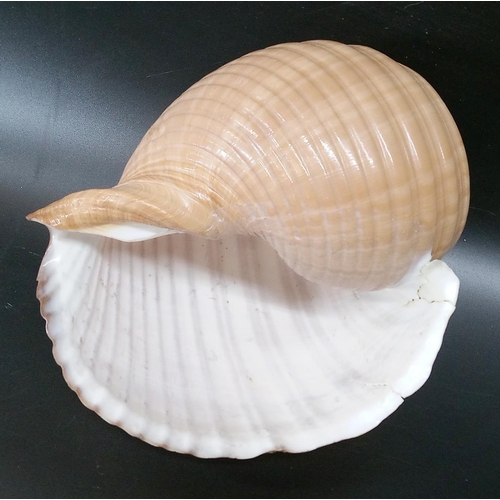 591 - A Large Triton Shell and other Sea Shells.