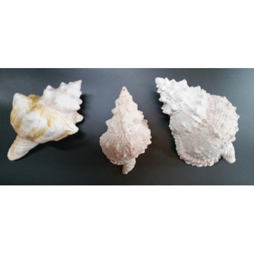 591 - A Large Triton Shell and other Sea Shells.