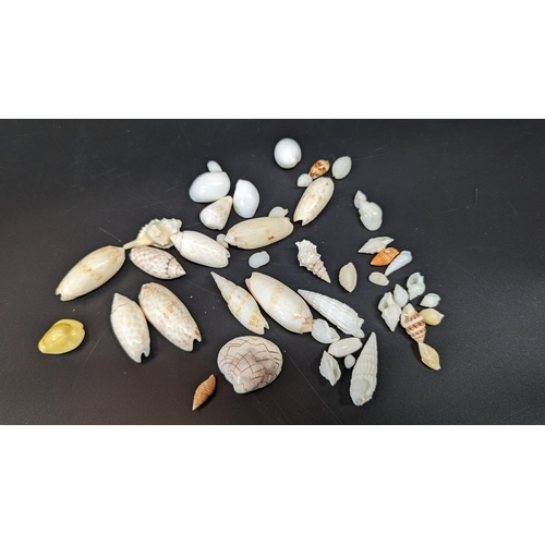 586 - An Assortment of Sea Shells including baby olive, money cowry and liconcha etc.