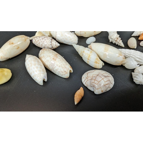 586 - An Assortment of Sea Shells including baby olive, money cowry and liconcha etc.