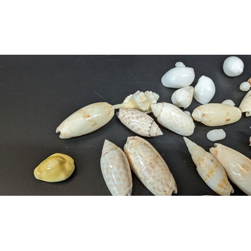 586 - An Assortment of Sea Shells including baby olive, money cowry and liconcha etc.