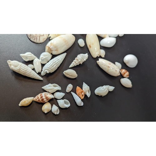 586 - An Assortment of Sea Shells including baby olive, money cowry and liconcha etc.