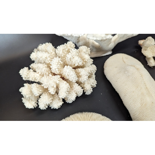 587 - An Assortment of Coral including Mushroom Slipper Cap, Flower Coral etc.