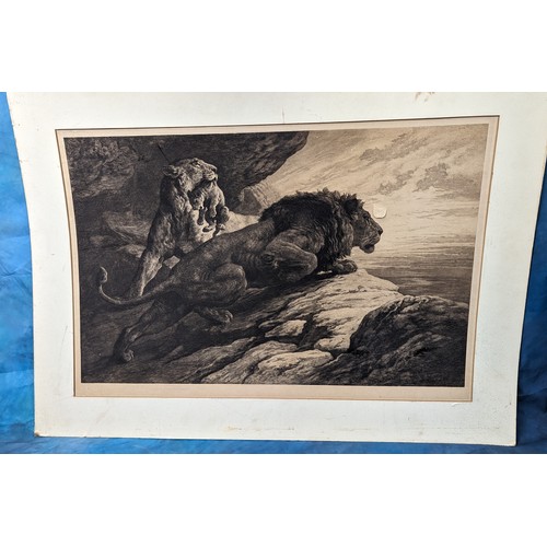 803 - An Unframed Herbert Dicksee Lion Etching - Slight Tear 92 x 68cm in Mount