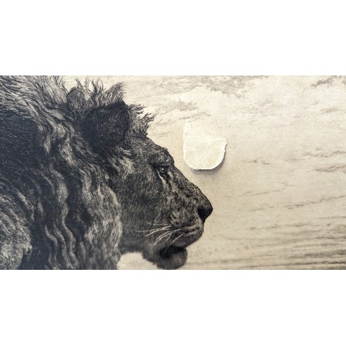 803 - An Unframed Herbert Dicksee Lion Etching - Slight Tear 92 x 68cm in Mount