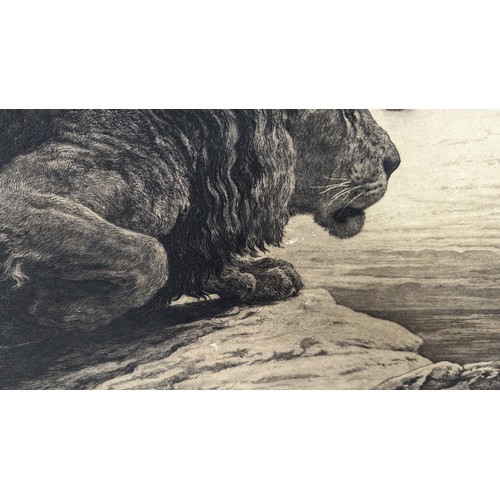 803 - An Unframed Herbert Dicksee Lion Etching - Slight Tear 92 x 68cm in Mount