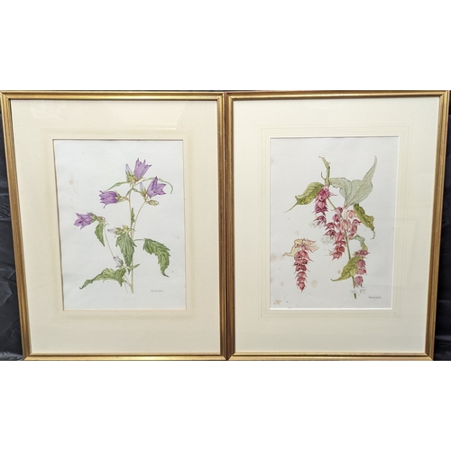 774 - A pair of original watercolours by Wendy F. Walsh - 'Himalayan Honeysuckle' and 'Nettle Eared Bellfl... 