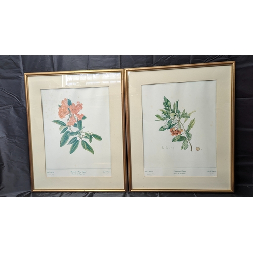 783 - A Limited Edition print pair (19/300) signed Eleanor M Nolan. Full sized reproduction of an Irish Fo... 