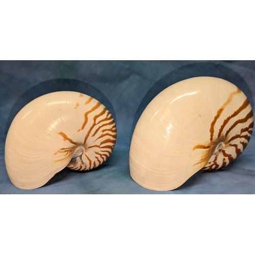 110 - 2x Nautilus Pompilius shells