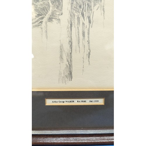 797 - An Pencil Sketch of Trees by Arthur George Walker RA FRBS 1861-1939. 36cm H x 28cm W In Frame.

Arth... 