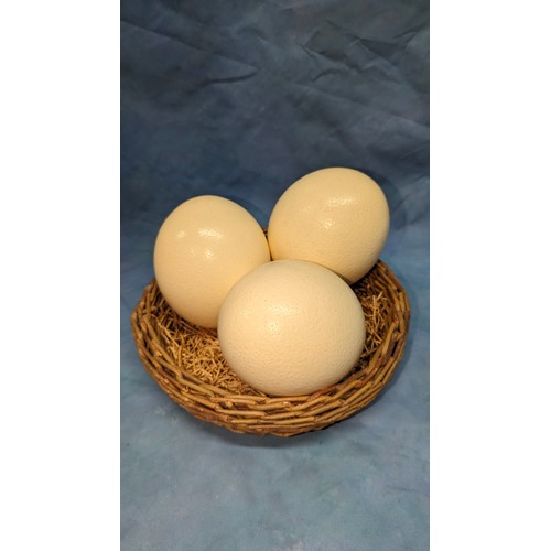 178 - 3 x Ostrich Eggs and Basket