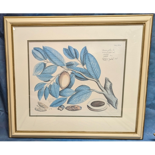 675 - 4 large Botanical prints in cream frames - 70 x 64cm