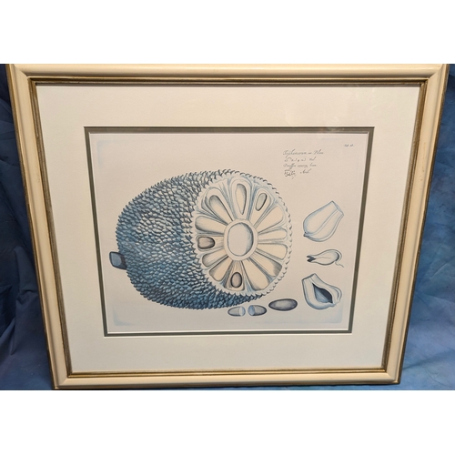 675 - 4 large Botanical prints in cream frames - 70 x 64cm