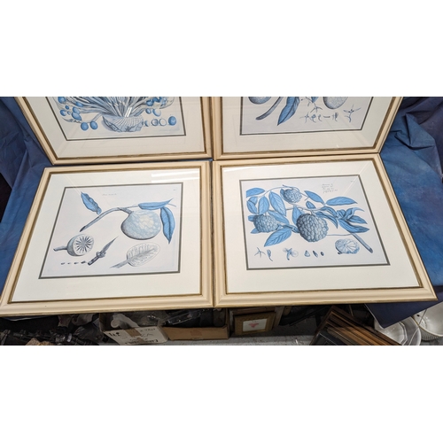 676 - 4 large Botanical prints in cream frames - 70 x 64cm