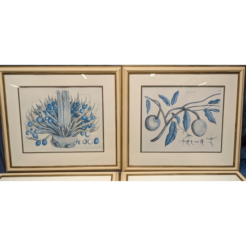 676 - 4 large Botanical prints in cream frames - 70 x 64cm