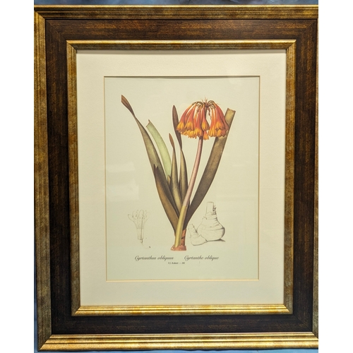 677 - 4 large Botanical prints - 56 x 66cm