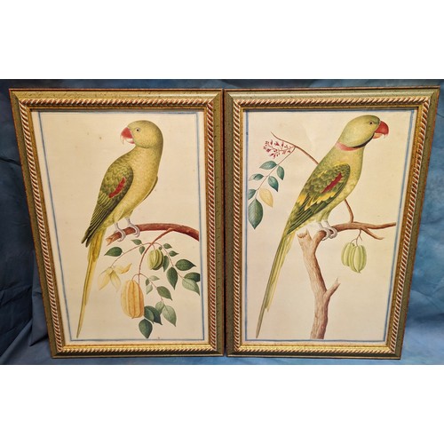 732 - A pair of Anglo Indian Company school parrot prints - 58 x 38cm