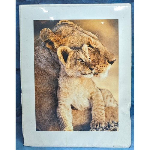 742 - A large unframed print of a lion cub - still sealed