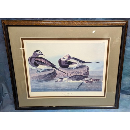 671 - 2x Large framed prints of American birds - 'Pied-bill Dobchick' and 'Long tailed Duck'