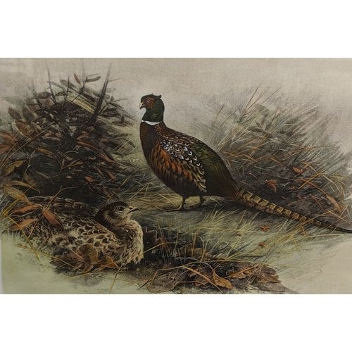 795 - A large framed print of Pheasants - Frame 73 x 84cm