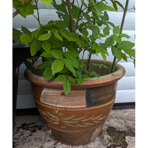 1160 - 2 x Matching Glazed \Pots and Black Plastic Planter with Lavender, Hydrangger and More