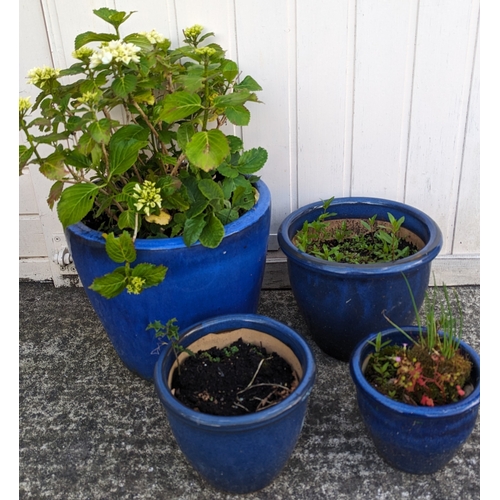 1168 - 4x Glazed blue pots - largest with Hydrangea