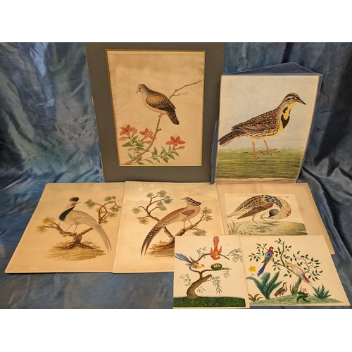 546 - An Assortment of Original Paintings of Birds. Property of a Gentleman