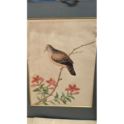 546 - An Assortment of Original Paintings of Birds. Property of a Gentleman