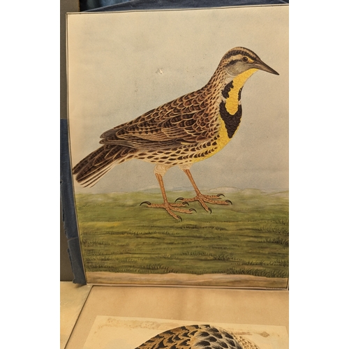 546 - An Assortment of Original Paintings of Birds. Property of a Gentleman